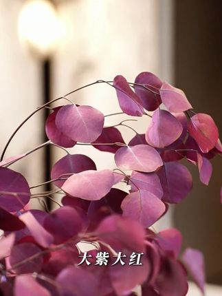 我妈非得让我 年后在公司里放这个花, 说今年是九子离火年, 竹子色生意久赚, 大紫大红。 建议所有姐们 今年都把家里的花换成这个 法国苹果尤加利, 不用打理,无需养护, 随手一插就可摆放3-5年。 它是法国进口的小众花材, 经过48道永生工艺做成的永生鲜花, 不用水养也能活, 关键是还特别好养, 不腐不败不掉叶。#尤加利叶 #家具软装 #鲜花