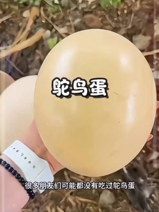 新鲜鸵鸟蛋,个头很大!送礼或者自己吃都不错!#鸵鸟蛋 #大蛋 c