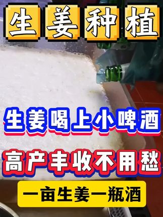 生姜喝了小啤酒 稳步高产又丰收 #生姜种植技术 #种姜 #助力三农