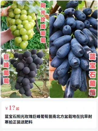 #葡萄树苗#葡萄苗