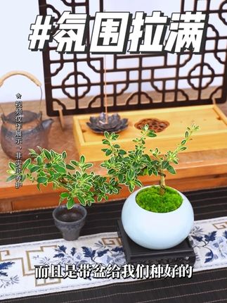 这盆六月雪也太有氛围感了吧! #禅意生活#室内盆栽#六月雪#创享绿洲#爱生活爱养花