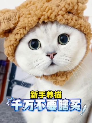 满足猫咪一个月的开销! #俏蛮腰月套餐 #俏蛮腰猫粮 #猫粮推荐 #养猫新手