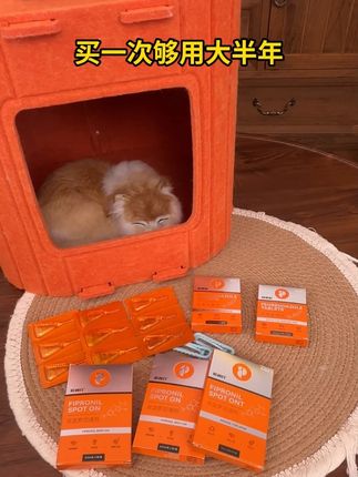 立秋的头一个驱虫~,那必须得选普安特,买外驱送内驱和猫窝#普安特 #宠物 #猫咪 #狗狗 ##