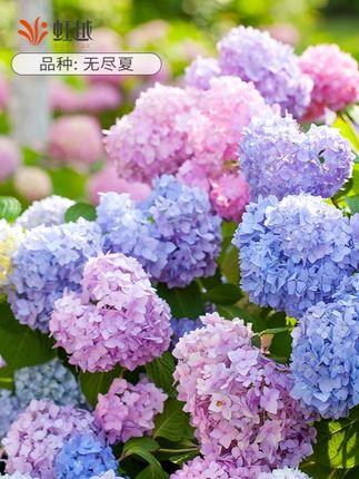 虹越花彩无尽夏绣球花盆栽阳台大花中华木绣球花手鞠庭院地栽花苗#绣球花 #无尽夏绣球 #庭院地栽 #阳台绿植 #室内花卉