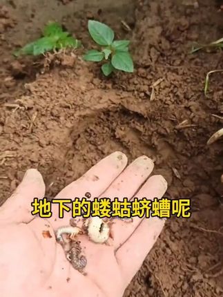 搞定地下害虫,不要用撒施型的杀虫剂,花生 红薯地下害虫用叶面喷雾的方法直接搞定#花生蛴螬 #地下害虫 #地下害虫防治 #花生 #蝼蛄