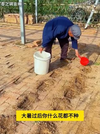#重瓣蜀葵花 蜀葵花种子混色一丈红重瓣蜀葵种子室外庭院多年生四季易活花籽。#种子 #家庭小院均可种植