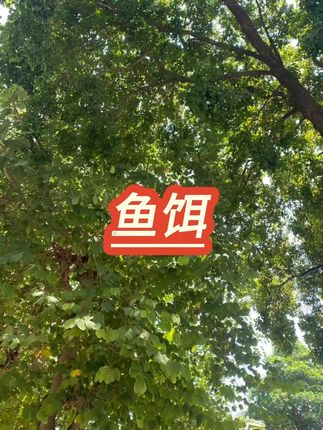 诱鱼打窝窝料黑坑水库垂钓 #钓鱼饵料 #窝料 #垂钓用品