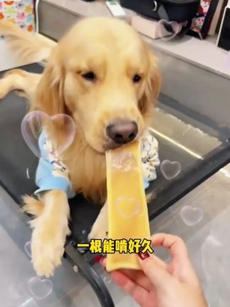 一根风干牛皮让狗子啃到天荒地老,哪还有精力拆家#磨牙棒 #狗零食 H1