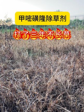 甲嘧磺隆除草剂,打了三年不长草 #服务三农支持三农 #热点 #除草剂 #甲嘧磺隆 #抖音助农