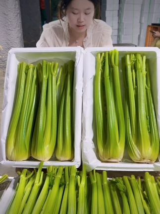 山东新鲜大西芹源产地直发现割现发榨汁健康 #纯天然绿色蔬菜 #新鲜大西芹 #大西芹 #产地直发 #健康榨汁