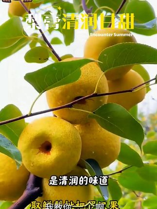 【配料干净】一勺梨膏原榨酥梨萃取小勺饮酥梨萃枇杷罗汉果清润甘甜 #梨膏饮品 #清润甘甜 #天然配料