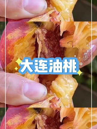 离核黄肉麻脸油桃#新鲜采摘 #应季水果 #麻脸油桃 #离核桃 #桃子🍑