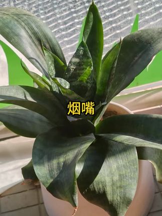 草本植物性胶囊烟嘴可清洗循环型烟嘴焦油过滤器粗中细支双重过滤 #烟嘴过滤器 #焦油过滤器 #嘴焦油过滤器