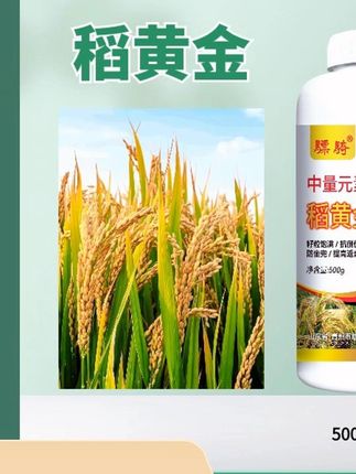 水稻增产增收 #水稻增产增收