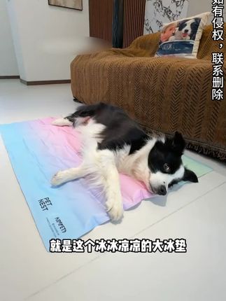 kimpets宠物冰垫夏天狗狗垫子耐撕咬凉席夏季冰窝猫咪狗睡觉用品