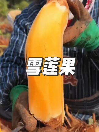 天山雪莲果大丰收,抢到就是赚到,产地直发#雪莲果 #天山雪莲果 #雪莲果脆甜多汁 #应季水果 #农产品