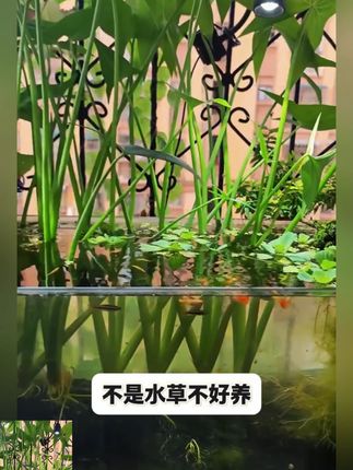 慈姑种根种苗茨菇挺水水草水族装饰净化鱼缸水培新款植物中后景#茨菇种根 #茨菇 #茨菇推荐 #茨菇水草 #鱼缸水培茨菇