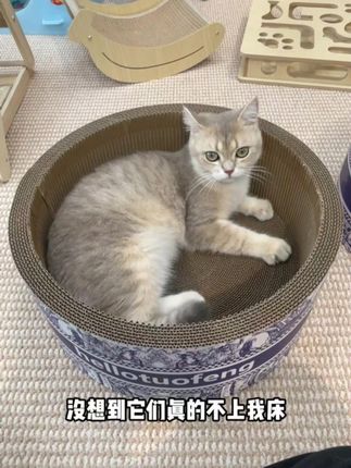 再贵的窝不如一个洗脸盆猫抓板! #养猫人 #养猫经验分享
