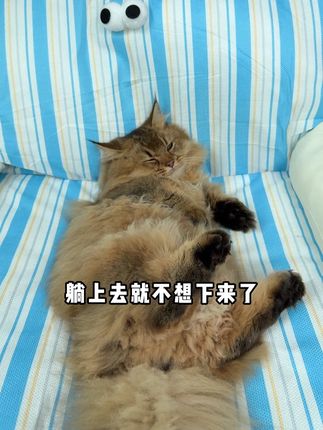 小猫也有小沙发了。还是这种春夏凉感的。便宜又实用 #萌宠好物 #记录猫咪日常 #宠物沙发