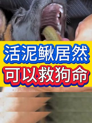 活泥鳅竟然可以救狗命? #泥鳅的功效 #养狗小知识 #养狗经验分享 #狗狗
