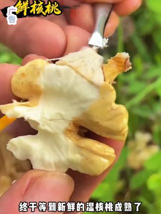 新鲜采摘去皮湿核桃,纯香纯香的口感,油油脆脆的超好吃#核桃 #太好吃了 #山货 #你吃过吗 #快来一起尝个鲜