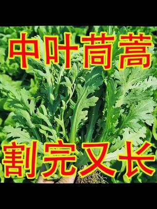 种一次就能一直摘的中叶茼蒿,您也种上吧 #在家种菜 #田园生活 #中叶茼蒿