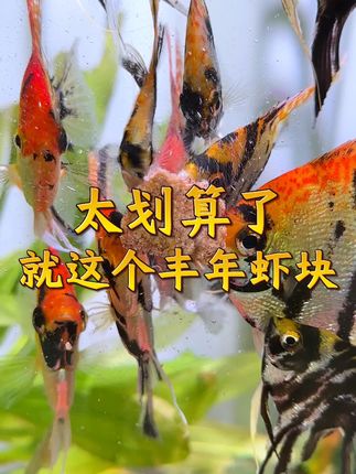 冻干丰年虾快性适口性好,鱼儿爱吃,还是高蛋白! #冻干丰年虾块 #养鱼日记 #鱼粮 #丰年虾