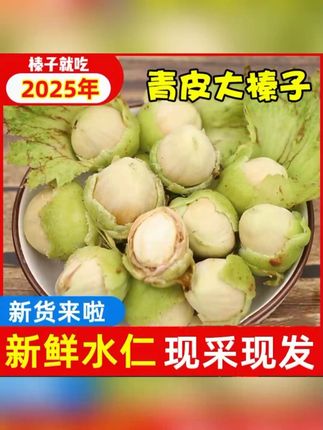 【专】2025年青皮水仁大榛子新货新鲜带绿皮水瓤送钳#榛子 #东北大榛子  #绿皮榛子   #水仁榛子 #大榛子