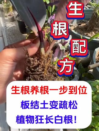 增产增收才是硬道理 #增产增收才是硬道理 #生根 #三农 #新农村