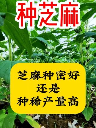 芝麻如何种植,产量高。 #芝麻 #芝麻高产种植 #三农 #三农助农