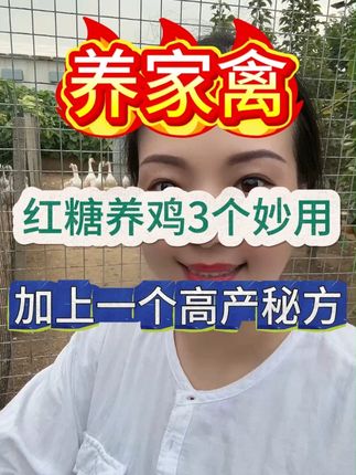 红糖养鸡的几个妙用 #养鸡 #养殖 #三农 #分享