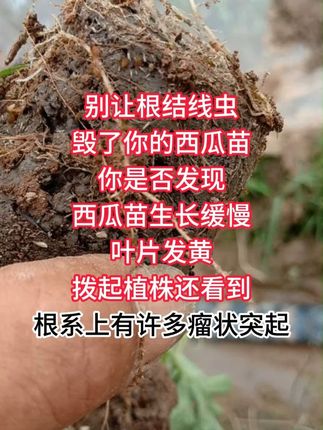 别让根结线虫毁了你的西瓜苗 #根结线虫 #服务三农支持三农 #咔线 #西瓜 #西瓜种植
