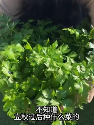 【山东寿光发货对版芹菜苗】皇后大西芹四季小香芹阳台盆栽小院种植#芹菜苗种植 #阳台盆栽 #小院种菜 #山东寿光蔬菜 #四季蔬菜
