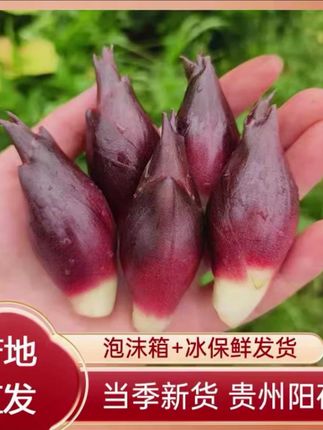 贵州洋荷姜新鲜野生阳荷杨荷贵州特产农家美味泥现摘鲜嫩0.5-4斤#洋荷 #洋荷姜 #洋荷的做法 #阳荷 #阳荷怎么做好吃