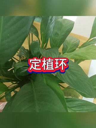 水草固定环定植 #水族用品 #鱼缸装饰 #园艺工具 #兴趣生活 #家居美化