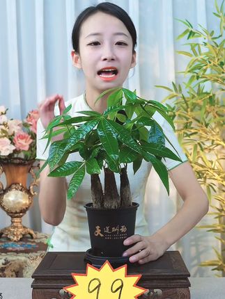 三杆发财树 寓意好还好养,又省心,带盆底座一整套#发财树 #发财树养护 #桌面盆栽