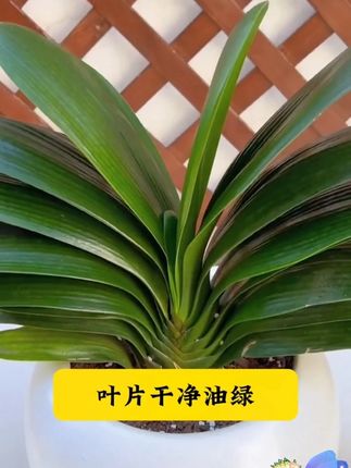 就是这款救花神器,盆景花卉长势不好,你就用这个复活液,促进植物快速长根促进生长。#养护小知识 #盆景 H6