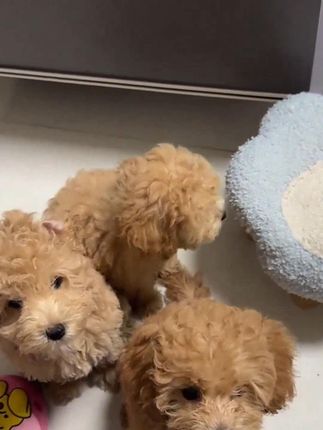宠物狗狗猫咪奖励零食溶豆配餐辅食易消化马尔济斯约克夏 #马尔济斯