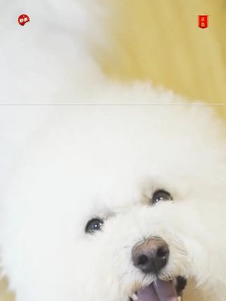 狗狗猫咪宠物羊奶粉怀孕羊奶幼犬奶粉宠康源400g成犬养宠装备