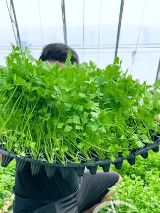 水果西芹苗精心培育!盆栽地栽都活,能割好几茬! #芹菜种植 #芹菜苗 #阳台种菜