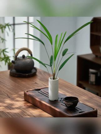 棕竹盆景小盆栽室内绿植四季好养活花卉迷你植物桌面阳台办公室#室内绿植 #小盆栽 #棕竹盆景 #好养活花卉 #桌面绿植