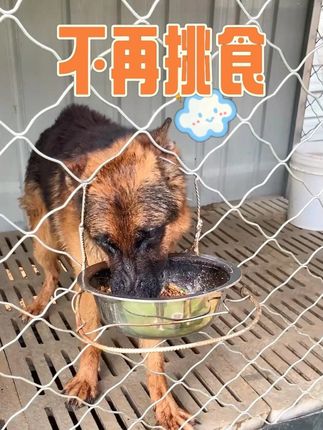 粮里肉香四溢,狗狗嚼着满嘴肉香,过瘾 #狗粮#狗狗#第一次#狗狗吃饭#惊喜开箱