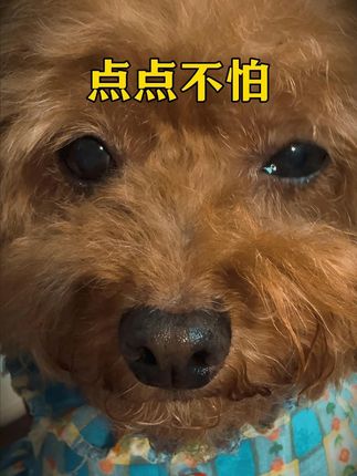 点点还是有些不适应 福宝捡回来后每次都抢点点的粮食吃,每次我都会单独喂点点,可能流浪的时候养成的抢食的习惯,慢慢引导吧,这段时间特别注意点点的情绪变化#狗狗 #萌宠 #宠物 #点点 @视频伙伴计划 @DOU+上热门 @DOU+小助手