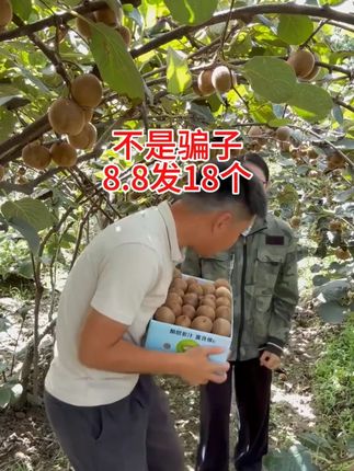 # 猕猴桃 # 徐香猕猴桃