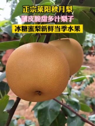 我真的爱上了这个莱阳的秋月梨,真好大一个,皮薄肉厚,果肉细嫩,汁水满满,纯甜无渣,一定要试试这个秋月梨!