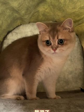 降温啦,这款宠物窝窝真的好好用 #猫窝 #萌宠好物 #狗窝