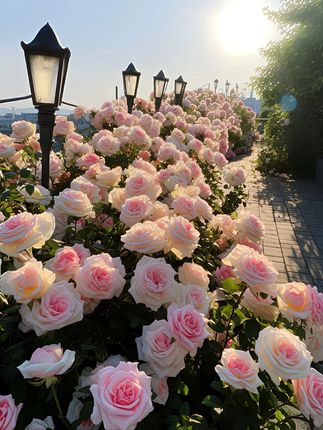 #原汁原味苹果汁#小朋友都可以放心喝#克苏冰糖心苹果汁#夏日特饮