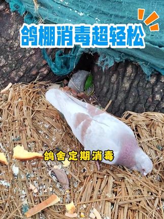 #家禽养殖#养鸟经验分享#三农#养鸽人#牧商网过硫