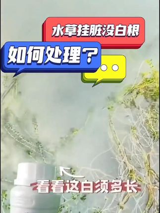 水草挂脏没白根如何处理