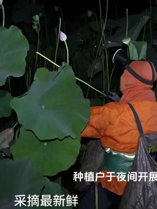 🌾夏日炎炎,莲子正甜! 晚上8:00锁定孝感邮政助农直播间⏰汉川太空莲新鲜开抢!#莲子 #中国邮政直播间 #新农人计划 #荷花